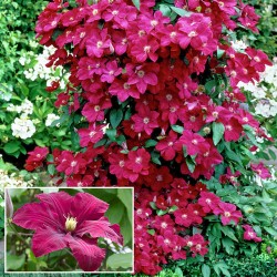 Клематіс Ніобе -My Garden