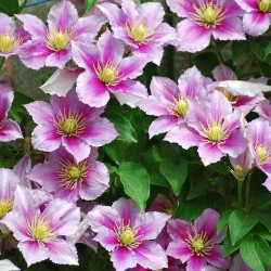 Клематіс Пілу -My Garden