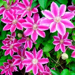 Клематіс Тюдор -My Garden