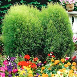 Кохія Літній Кіпр  -My Garden