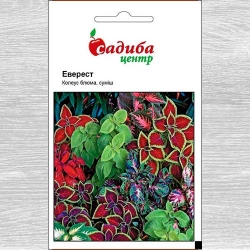 Колеус Еверест, суміш забарвлень -My Garden