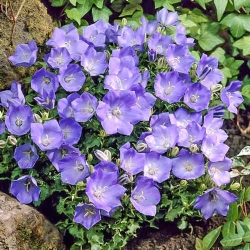 Дзвоник карпатський Синій Гном -My Garden