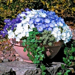 Дзвоник карпатський, суміш забарвлень -My Garden