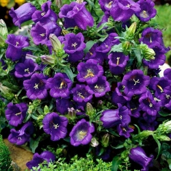 Дзвоник середній блакитний -My Garden