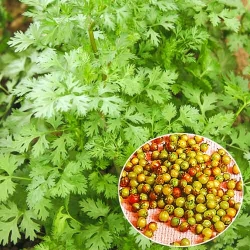 Коріандр Янтар -My Garden