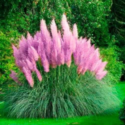 Кортадерія (пампасна трава) рожева -My Garden