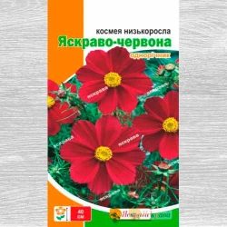 Космея яскраво-червона Яскрава зображення 7