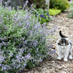 Котовник лекарственный рисунок 2