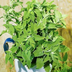 Котовник лимонний -My Garden