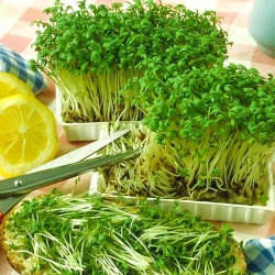 Крес-салат Гладколистий -My Garden