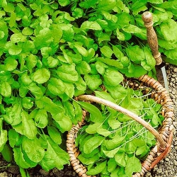 Крес-салат  Широколистий -My Garden