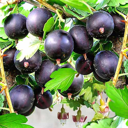 Аґрус Чорний оксамит -My Garden