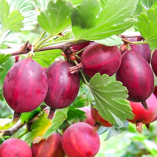 Аґрус Червоний великоплідний -My Garden