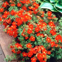 Лапчатка Ред Ейс -My Garden