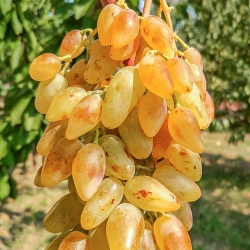 Виноград Леді Патриція зображення 9