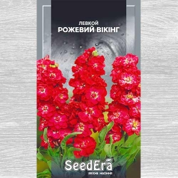 Левкой Рожевий Вікінг Seedera зображення 3