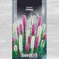 Ліатріс, суміш забарвлень -My Garden