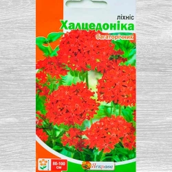 Лихнис Халцедоника Яскрава рисунок 2
