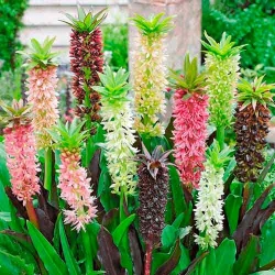 Еукоміс (ананасна лілія) Біколор -My Garden