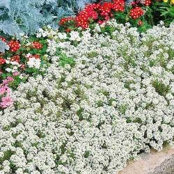 Лобулярія морська Сніжинка -My Garden