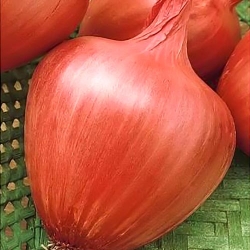 Цибуля ріпчаста Амфора -Most often bought