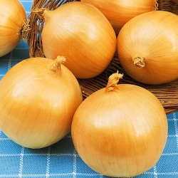 Лук репчатый Золотистый -Most often bought