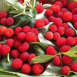 Малино-полуниця -My Garden