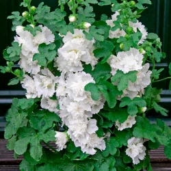 Мальва махрова біла -My Garden