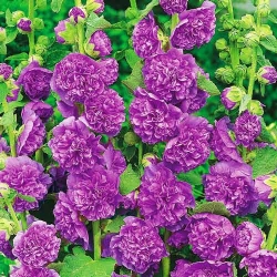 Мальва махрова фіолетова -My Garden