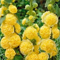 Мальва махрова жовта -My Garden