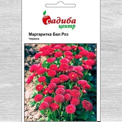 Стокротка Бал Роз червона -My Garden