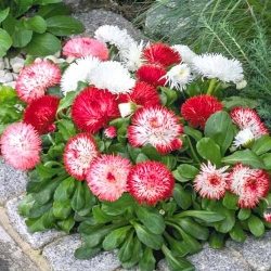 Маргаритка Хабанера, суміш забарвлень -My Garden
