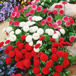 Маргаритка Конфетті, суміш забарвлень -My Garden