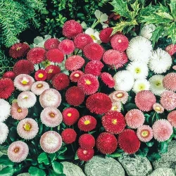 Маргаритка махрова, суміш забарвлень -My Garden