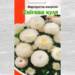 Маргаритка Снежный шар Яскрава рисунок 16
