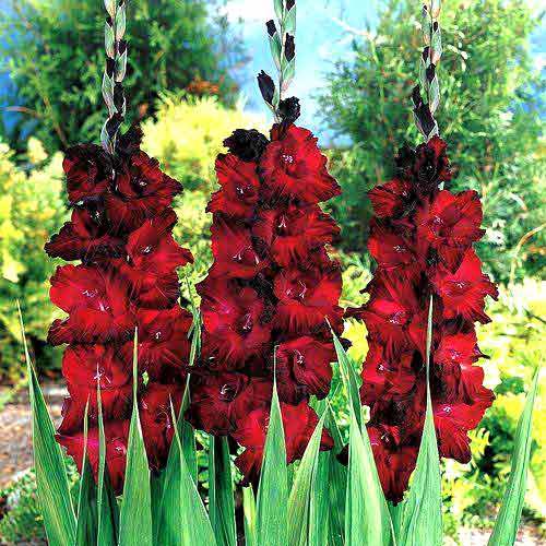 Гладіолус великоквітковий Блек Джек -My Garden