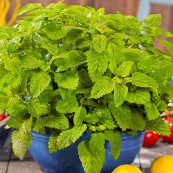 Меліса лимонна Соборна -My Garden