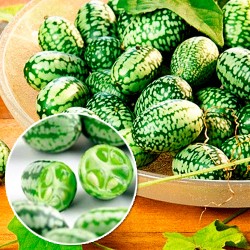 Мелотрія Колібрі ( міні-кавун), насіння -My Garden