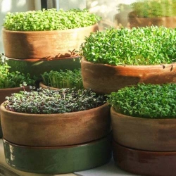 Мікрозелень Базилік Зелений -My Garden