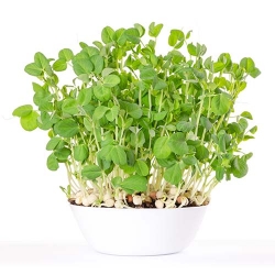 Мікрозелень Горох -My Garden