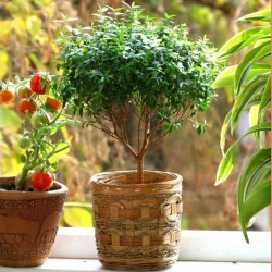 Мірт -My Garden