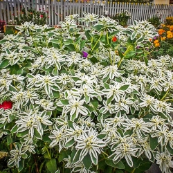 Молочай Сніговий пік -My Garden