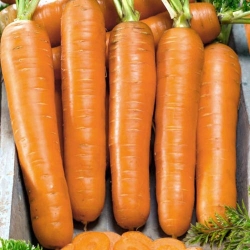 Морковь Флаккоро -Most often bought