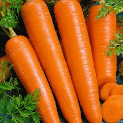 Морква Віта Лонга -Most often bought
