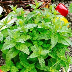 М'ята лікарська Професійне насіння зображення 7