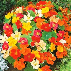 Настурція Розкішна суміш -My Garden