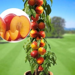 Нектарин колоновидний Фантазія -My Garden