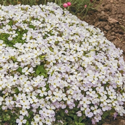 Обрієта Білий каскад -My Garden