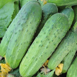 Огірок Альянс F1 -My Garden