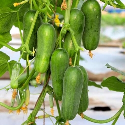 Огірок кімнатний Фонтіна F1 -My Garden